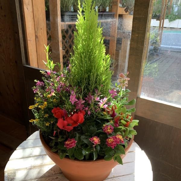 クレスト鉢植え クレスト寄せ ゴールド クレスト おしゃれ 観葉植物